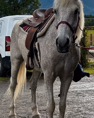Cavallo da compagnia