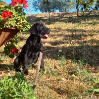 Cuccioli labrador