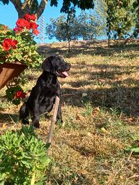 Cuccioli labrador