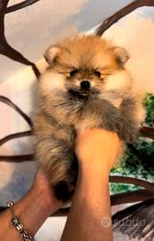 Dolcissimi Spitz di Pomerania con pedigree