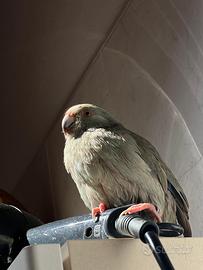Kakariki Blu