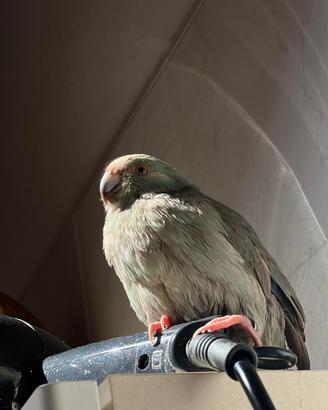 Kakariki Blu
