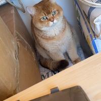 Razza british shorthair