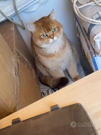 Razza british shorthair