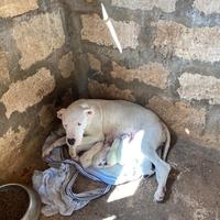 Cuccioli di Dogo Argentino