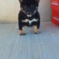 Shiba Inu pedigree Enci
