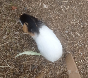 Cavie peruviane porcellini d'india