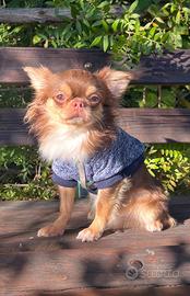 Chihuahua maschio monta