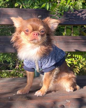 Chihuahua maschio monta