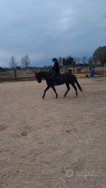 REGINA, puledra femmina 5 anni