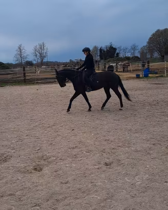REGINA, puledra femmina 5 anni