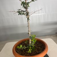 Ulivo pre bonsai