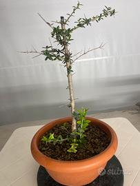 Ulivo pre bonsai
