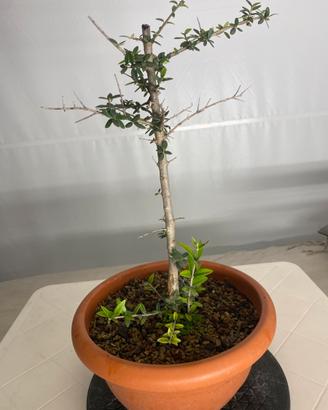 Ulivo pre bonsai