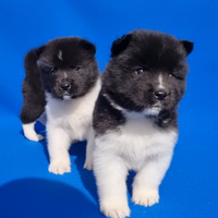 Akita americano