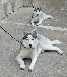 Husky siberiano