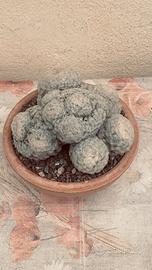 Cactus Mammillaria plumosa