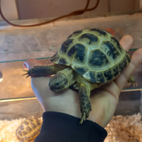 Tartaruga horsfieldi