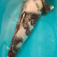 Carpa Koi Shiro utzuri