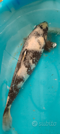 Carpa Koi Shiro utzuri