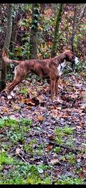 Boxer tigrato