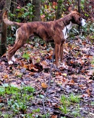 Boxer tigrato
