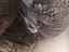 Immagine 5