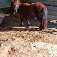 Pony femmina
