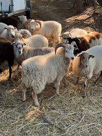 Montone agnello skudden