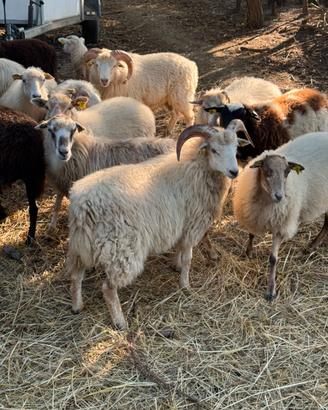 Montone agnello skudden