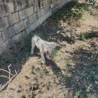 Lagotto romagnolo da tartufo