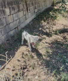 Lagotto romagnolo da tartufo