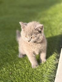 Gattini Scottish fold e straight