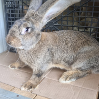 Conigli razza gigante