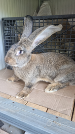 Conigli razza gigante