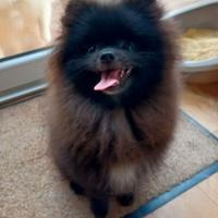 Cucciolo spitz pomerania nero maschio