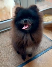 Cucciolo spitz pomerania nero maschio