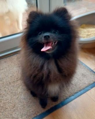 Cucciolo spitz pomerania nero maschio