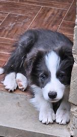 Border collie cucciolo blu e bianco