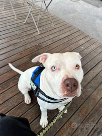 Accoppiamento pitbull