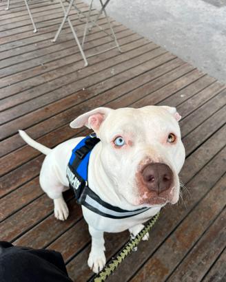 Accoppiamento pitbull