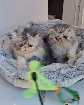 Cucciola gattina persiana