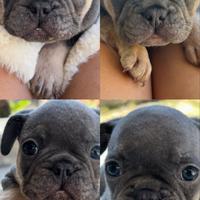 Bouledogue francesi