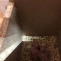 Pulli di cocoriti da imbecco