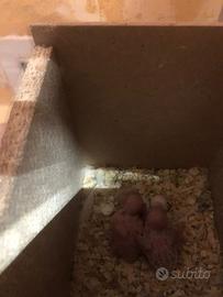 Pulli di cocoriti da imbecco