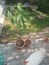 Piante di fico, ciliegio e ibiscus selvatico