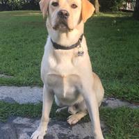 Labrador miele per monta