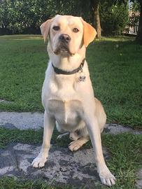 Labrador miele per monta