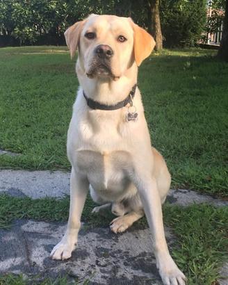 Labrador miele per monta