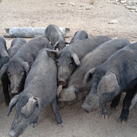 Maiali Neri adulti e piccoli